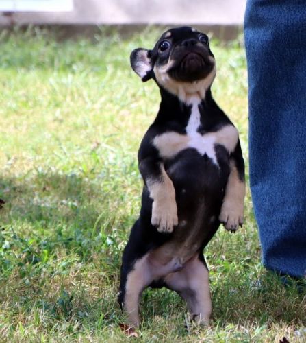 AKC Happy and Healthy French Bulldog puppies