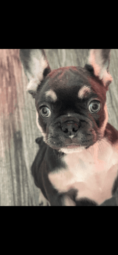 Frenchie Female Puppy