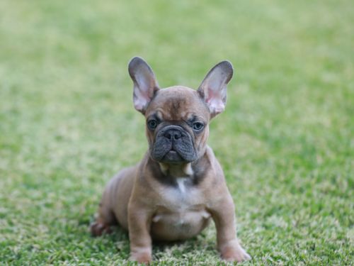 Sable blue fawn French Bulldog