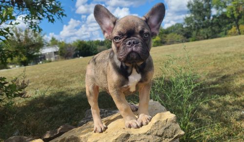 French Bulldog Puppies for sale in Cairo, MO 65239, USA. price: $1,500