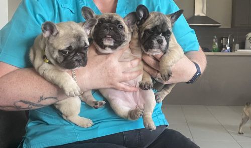 French bull dog puppies