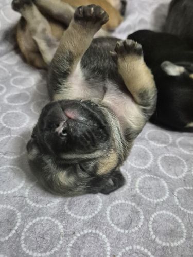 French Bulldog Puppies for sale in Gladstone Central QLD 4680, Australia. price: $2,500