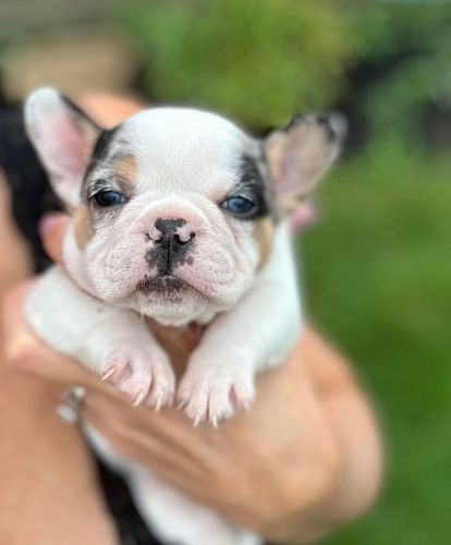 French Bulldog For Sale
