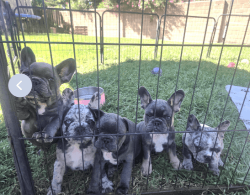 French bulldogs AKC registered pedigree