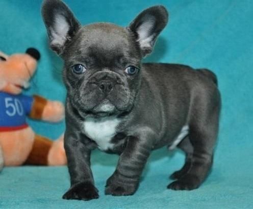 Blues French Bulldog Puppies Available