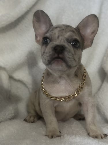 French bulldog puppies
