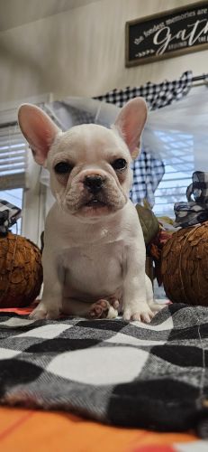 AKC FRENCH BULLDOG PUPPY