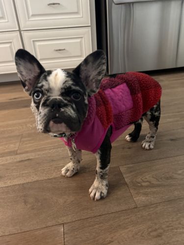 5 mo old Frenchie
