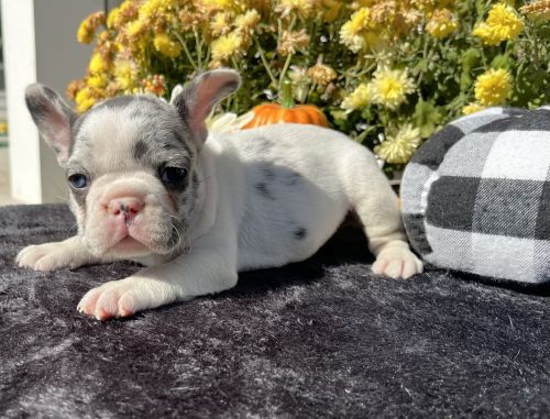 Karma~ lilac pied merle female