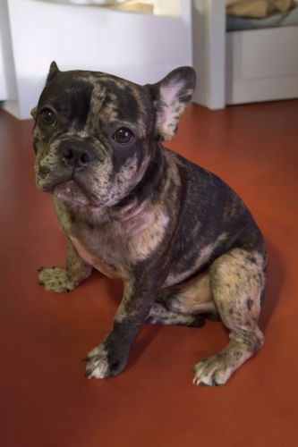 RAMBO MALE 6 MONTHS OLD