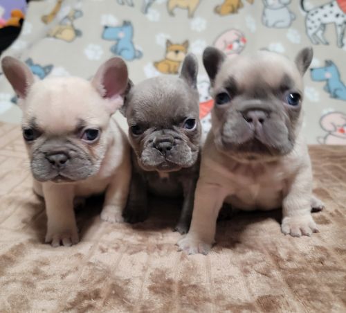 French bulldogs frenchies
