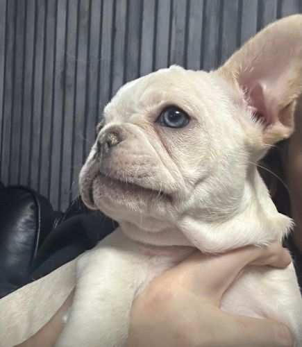 Kc Registered French Bulldogs ready now