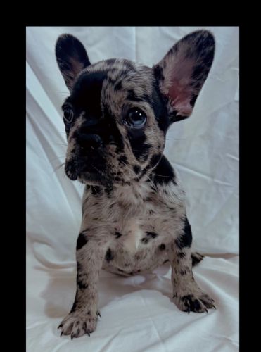 French Bulldog Puppies!