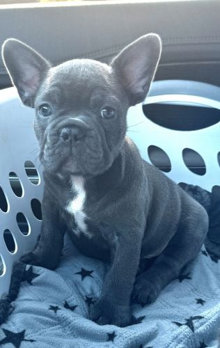 French Bulldog
