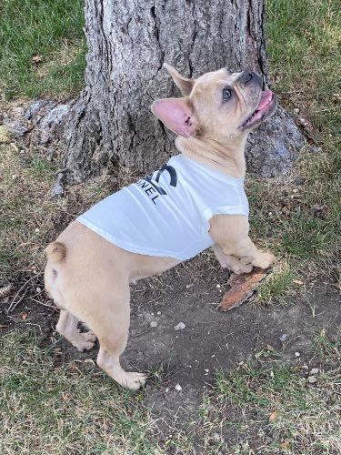 French Bulldog Puppies for sale in Chicago, IL, USA. price: $1,500