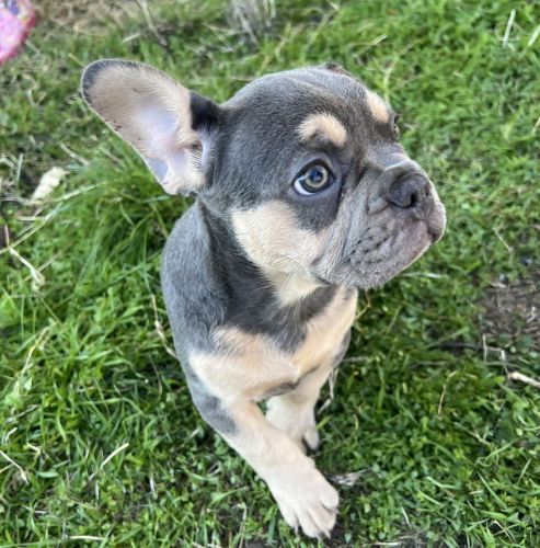 Frenchie Puppies ready for forever home $500
