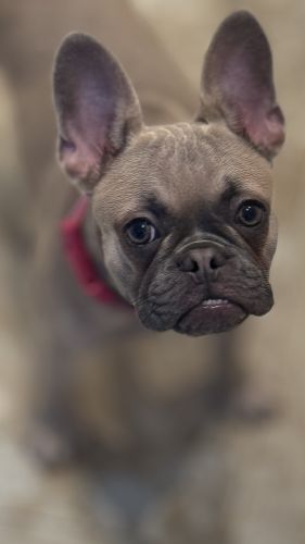 Female French Bulldog