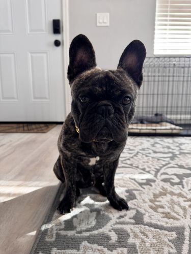 French bulldog, Brindle coat.