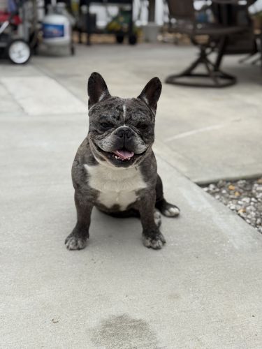 French Bulldog
