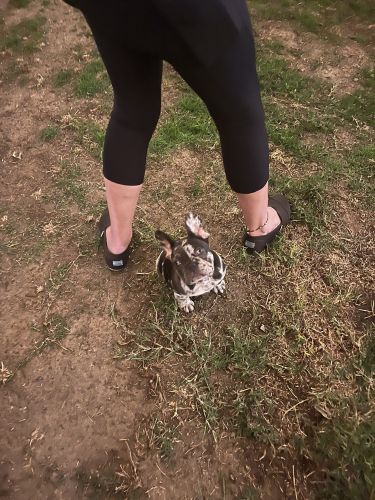 Male Frenchie for sale