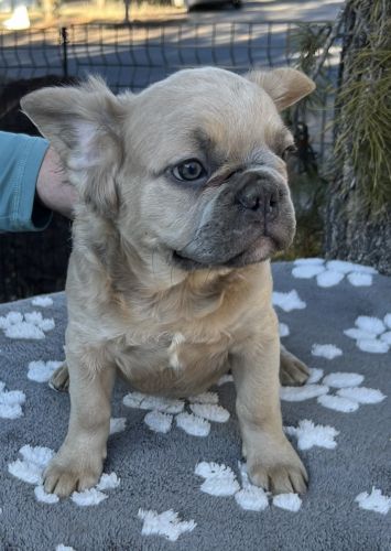 Fluffy French bulldogs