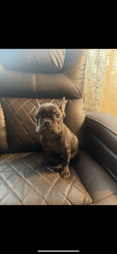 French Bulldog
