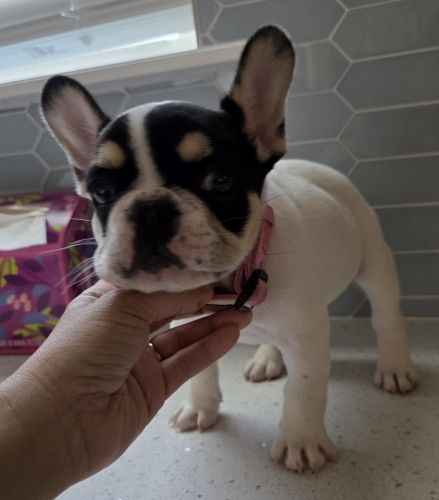 Female, Pied Tri, blk, tan, white AKC. fluffy gene