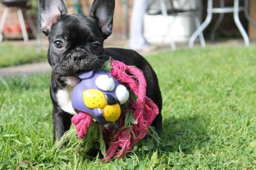 cute Frenches for sale