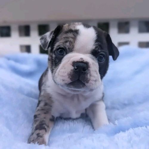 Male and female Frenchie