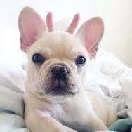 Female Cute French Bulldog puppy