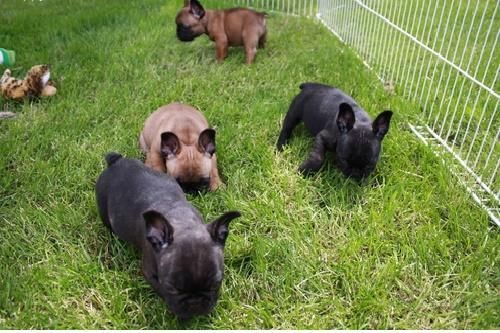 vaccinations,french bulldog examination,