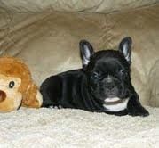 Adorable French Bulldog Puppies.