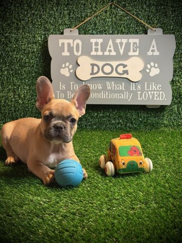 Akc register French bulldog puppy