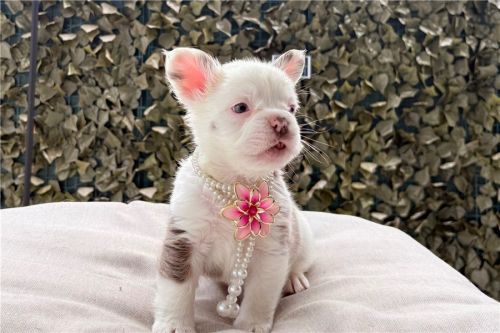 French Bulldog Puppis