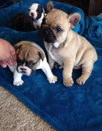 Beautiful French bulldog puppies