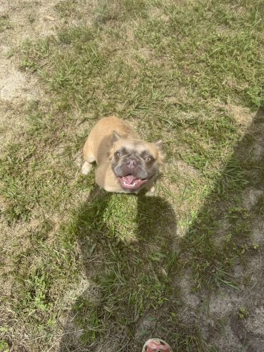 1 year old Fluffy Frenchie