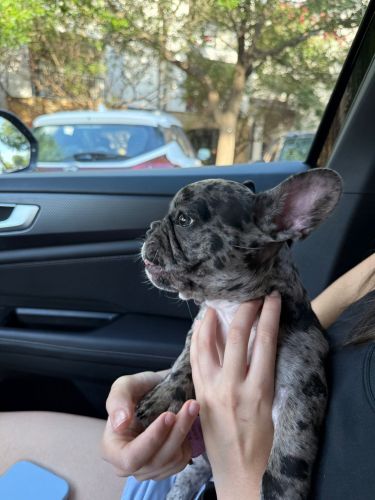 French Bulldog Merle