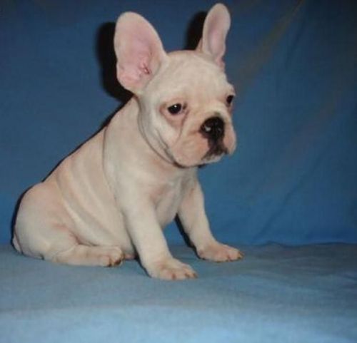 beautiful french bulldog puppy