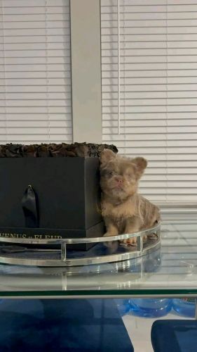 Fluffy franchise Bulldog puppies