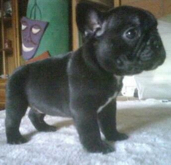 french bulldog puppies