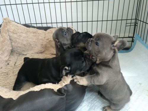 sddfshgf male and female puppies