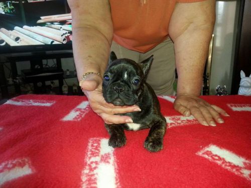 French Bulldog Brindle Girl