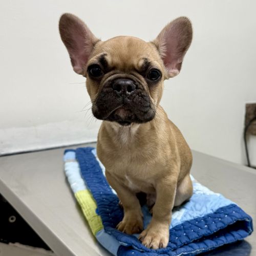 Masked fawn male French Bulldog