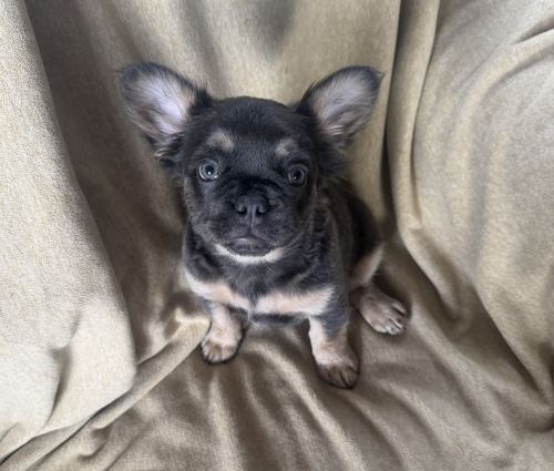 AKC Female French Bulldog Puppy Fluffy