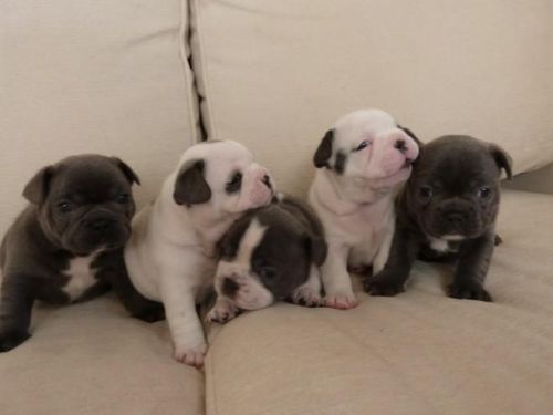 Blue N Tan Carriers Poss Choco Sired By Magic Man