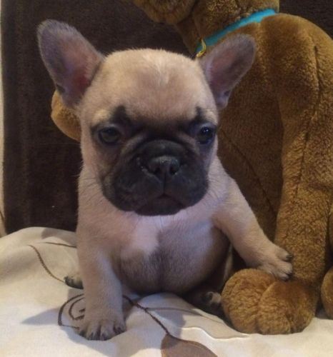 beautiful coloured pure breed French bulldog pups