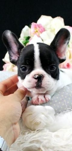 must see puppies we ship