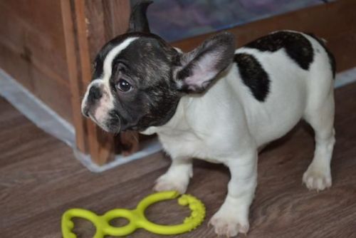 French Bulldog Puppies