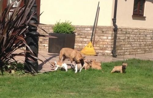 French Bulldog Puppies for adoption