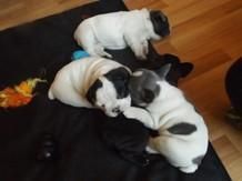 French Bulldog Puppies for adoption